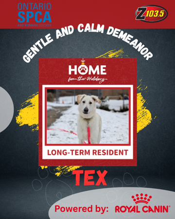 Pet of the Week - TEX